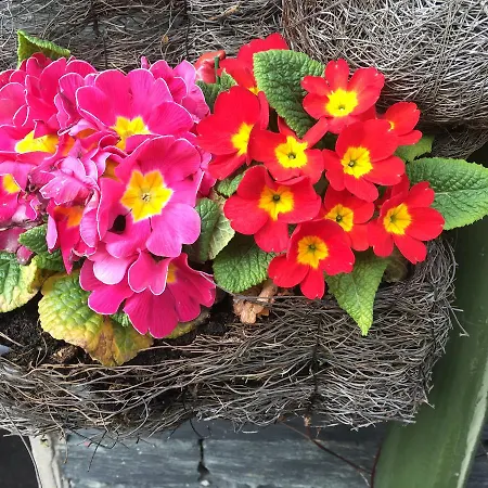 Burnside Кесвик